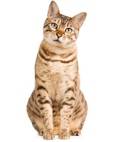 Dierenasiel Sint-Truiden - kat