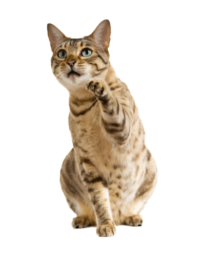 Dierenasiel Sint-Truiden - kat