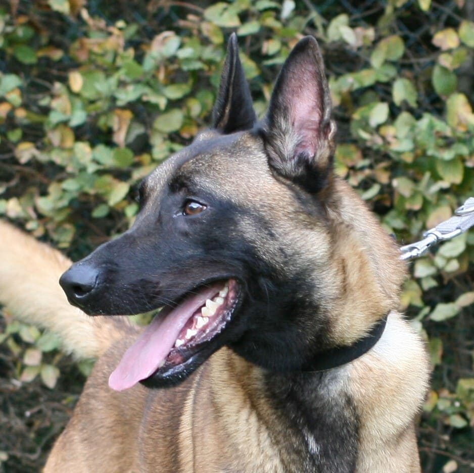 Cody 1