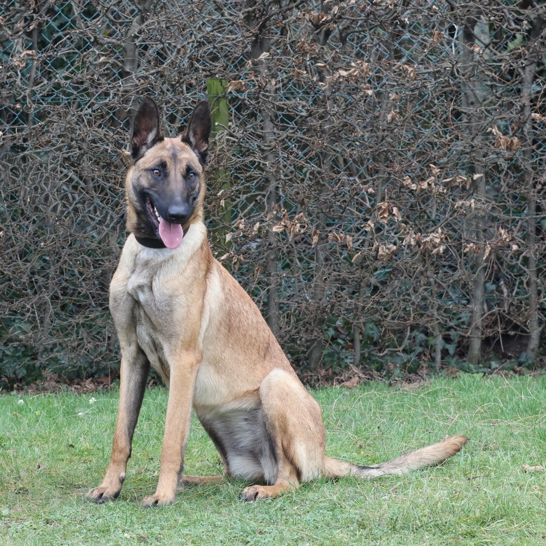Nala 3 (Large)
