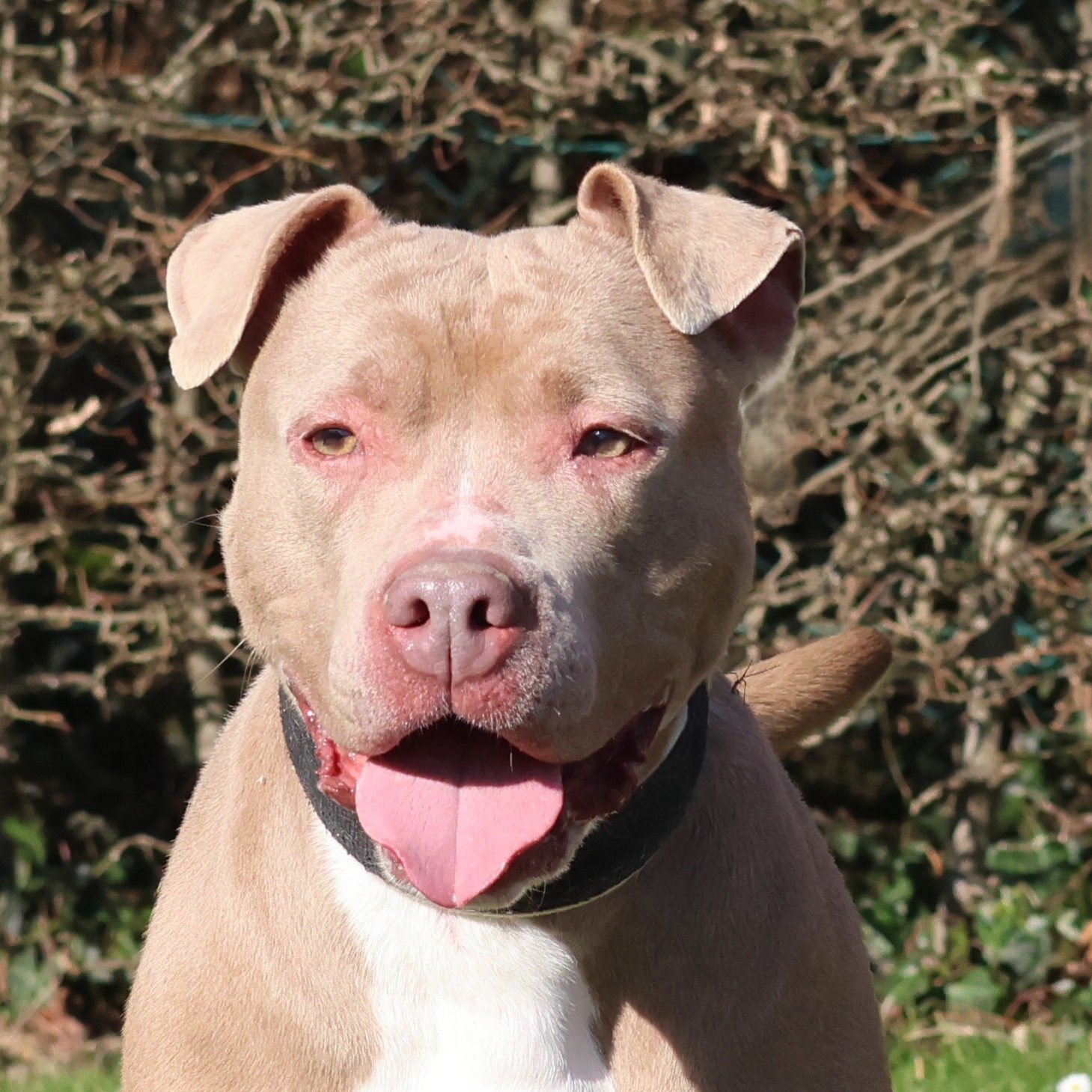 Vzw Dierenvrienden St Truiden Athena 206114 Main