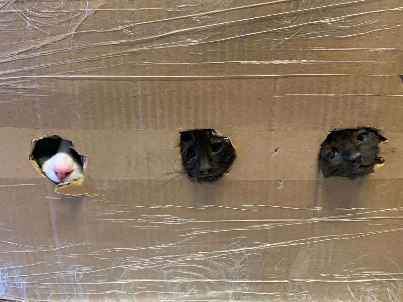 Kittens Ter Adoptie 2025
