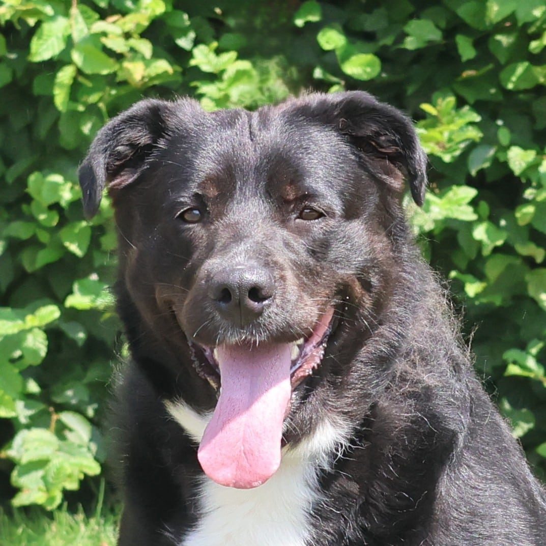 Vzw Dierenvrienden St Truiden Asha 217298 Main