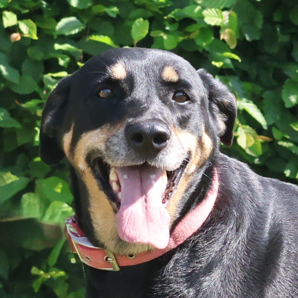 Vzw Dierenvrienden St Truiden Grace 215044 Main