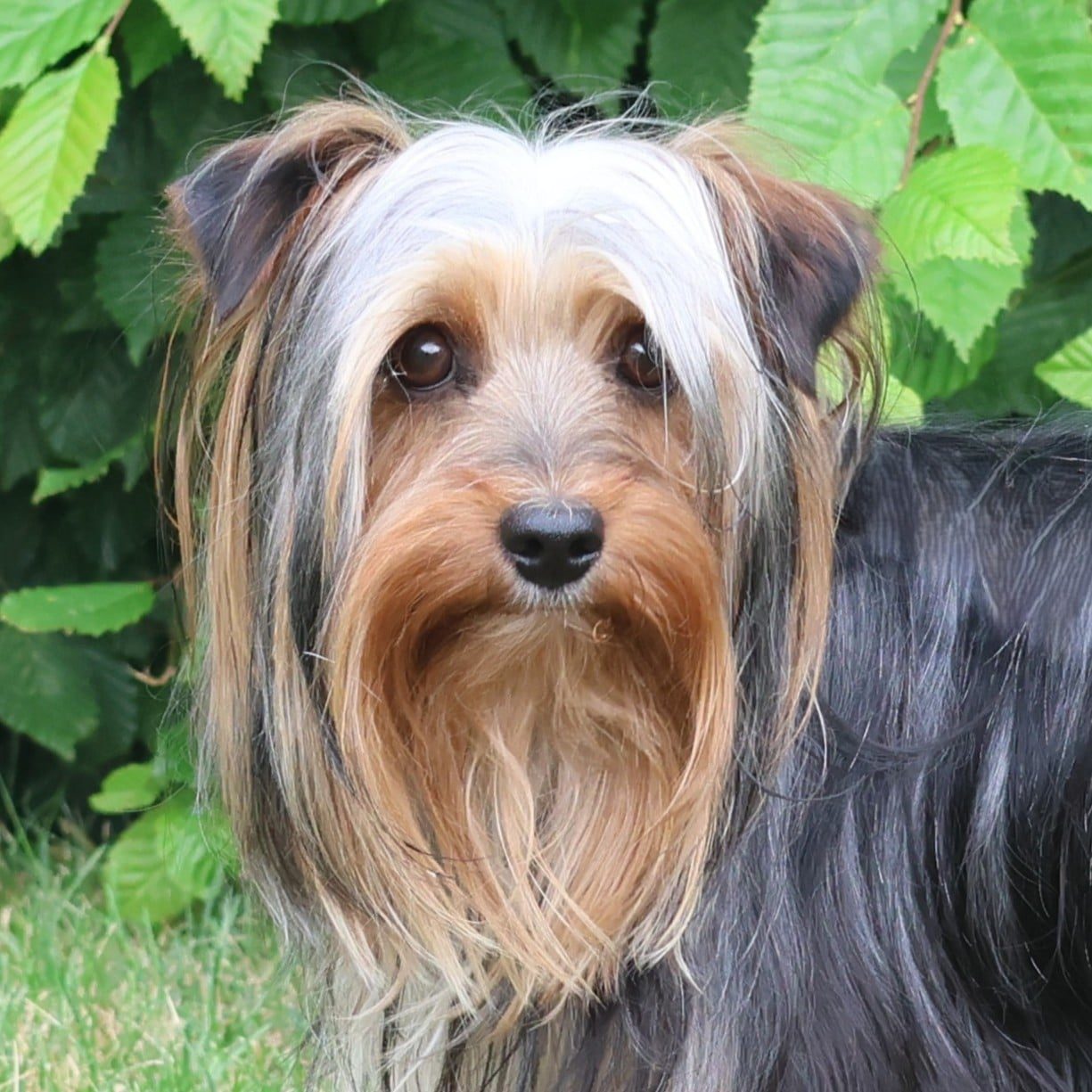 Vzw Dierenvrienden St Truiden Kiwi 215445 Main