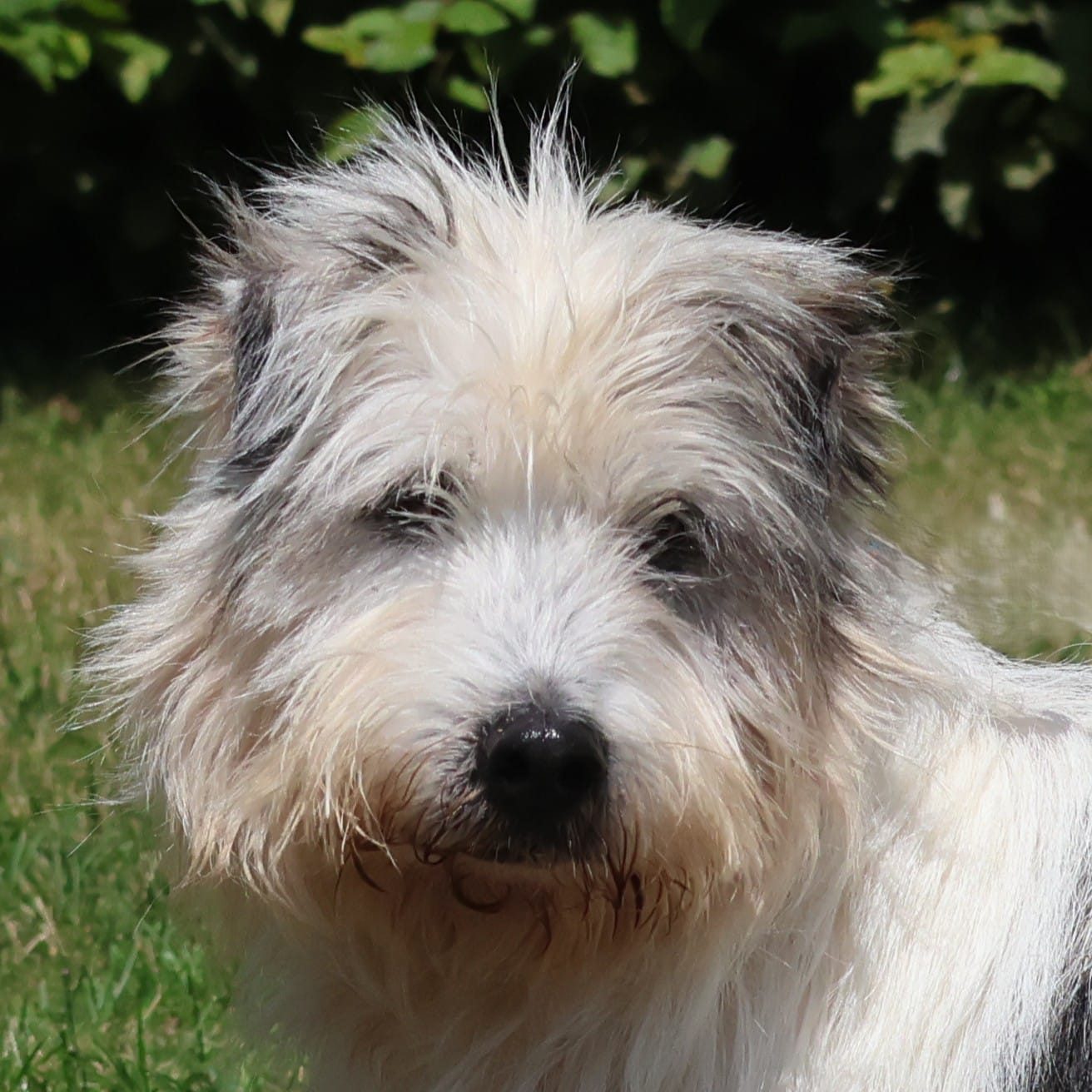 Vzw Dierenvrienden St Truiden Romeo 211789 Main (1)