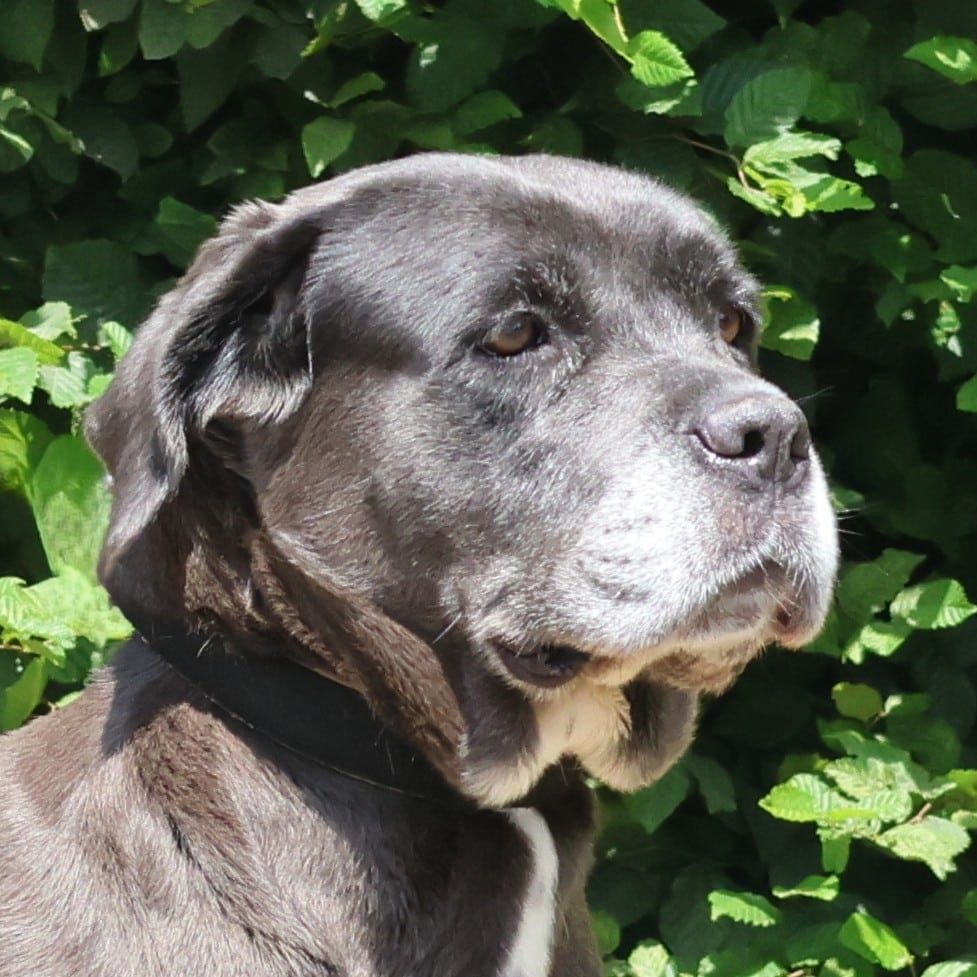 Vzw Dierenvrienden St Truiden Ruby 215825 Main