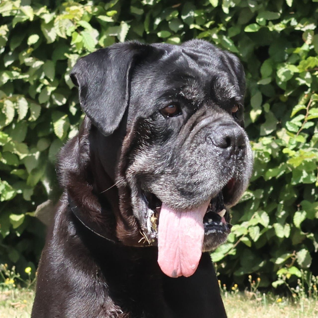 Vzw Dierenvrienden St Truiden Santo 215824 Main