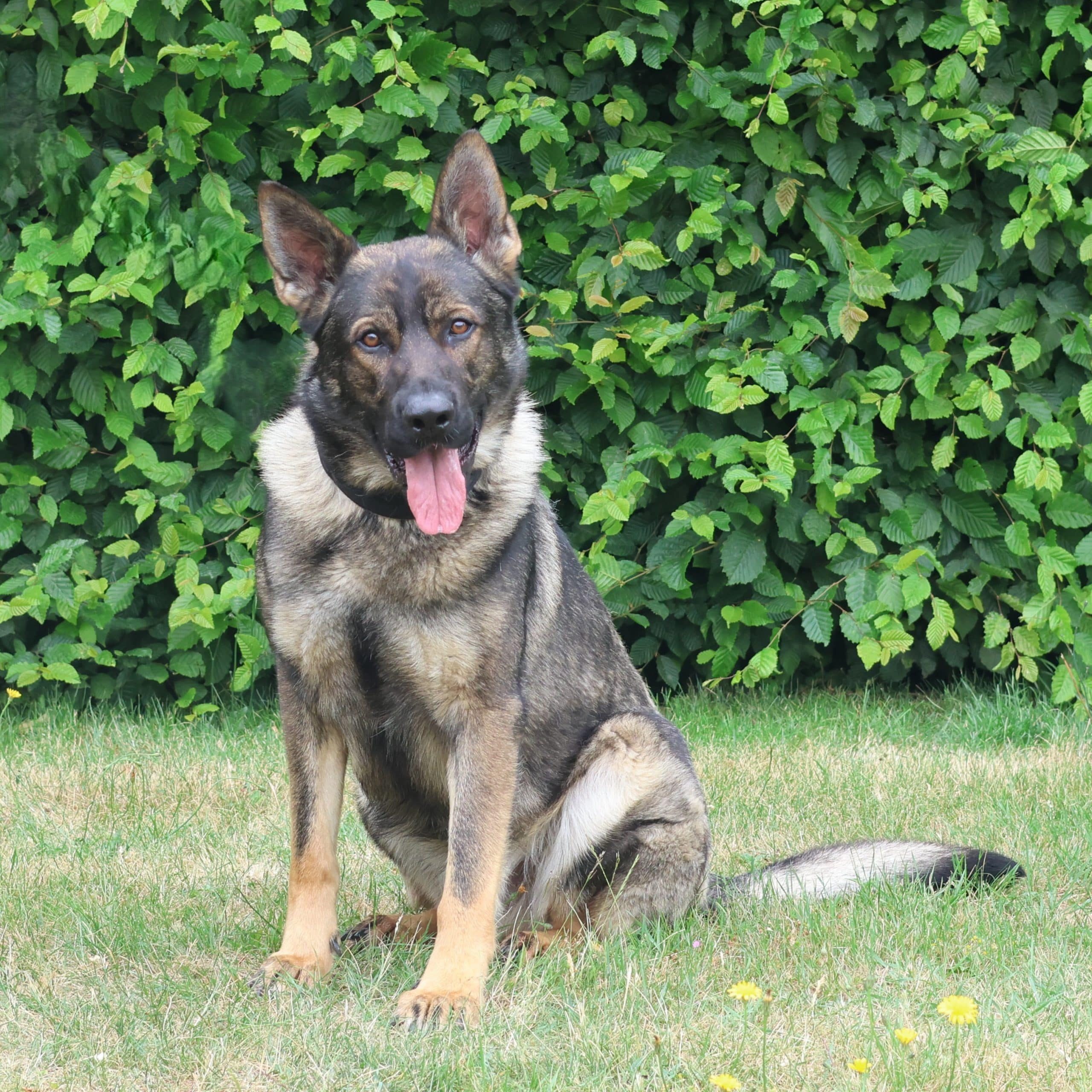 Vzw Dierenvrienden St Truiden Wolf 214442 Extra 05062025 201016 (1)