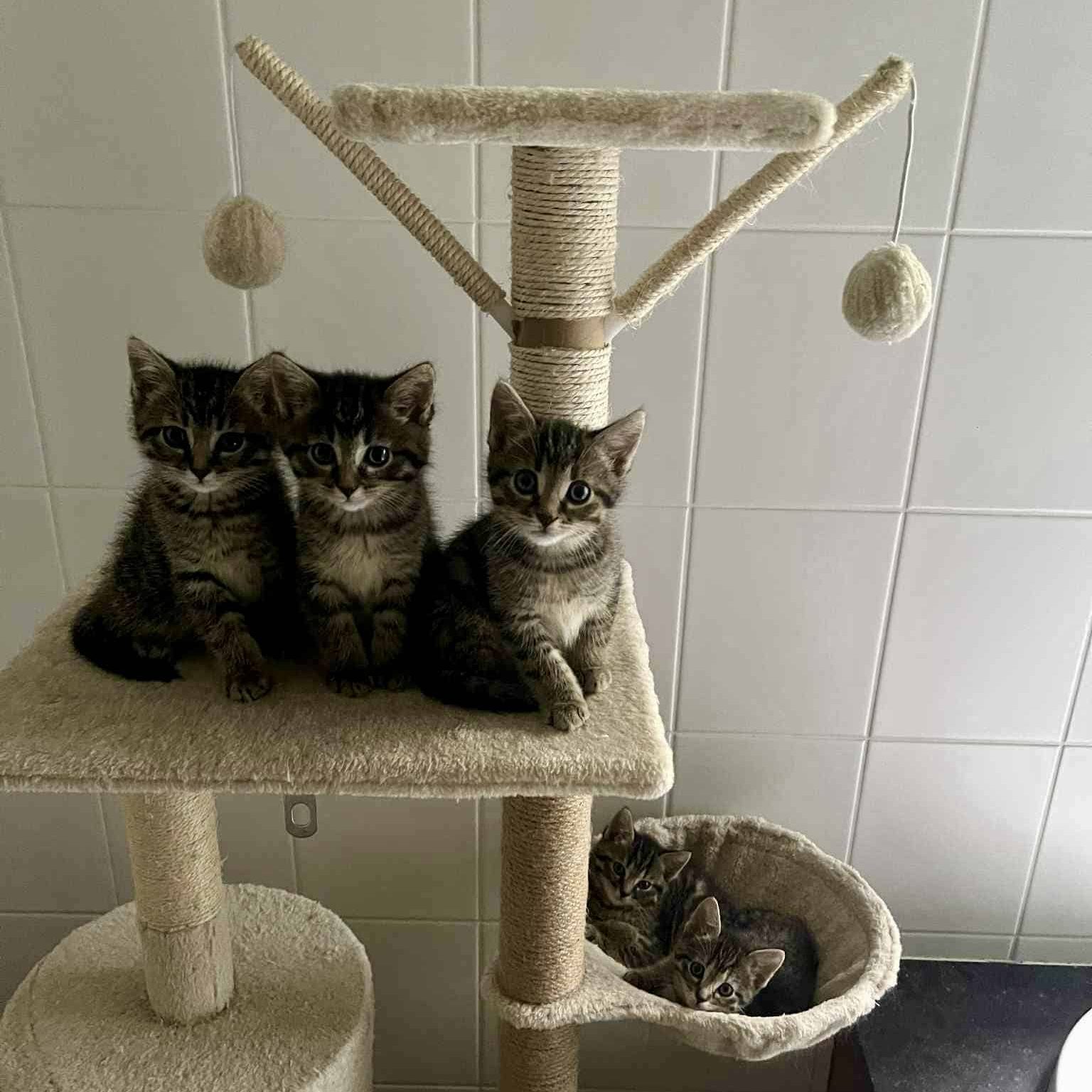 Kittens Pleeg Emma 3