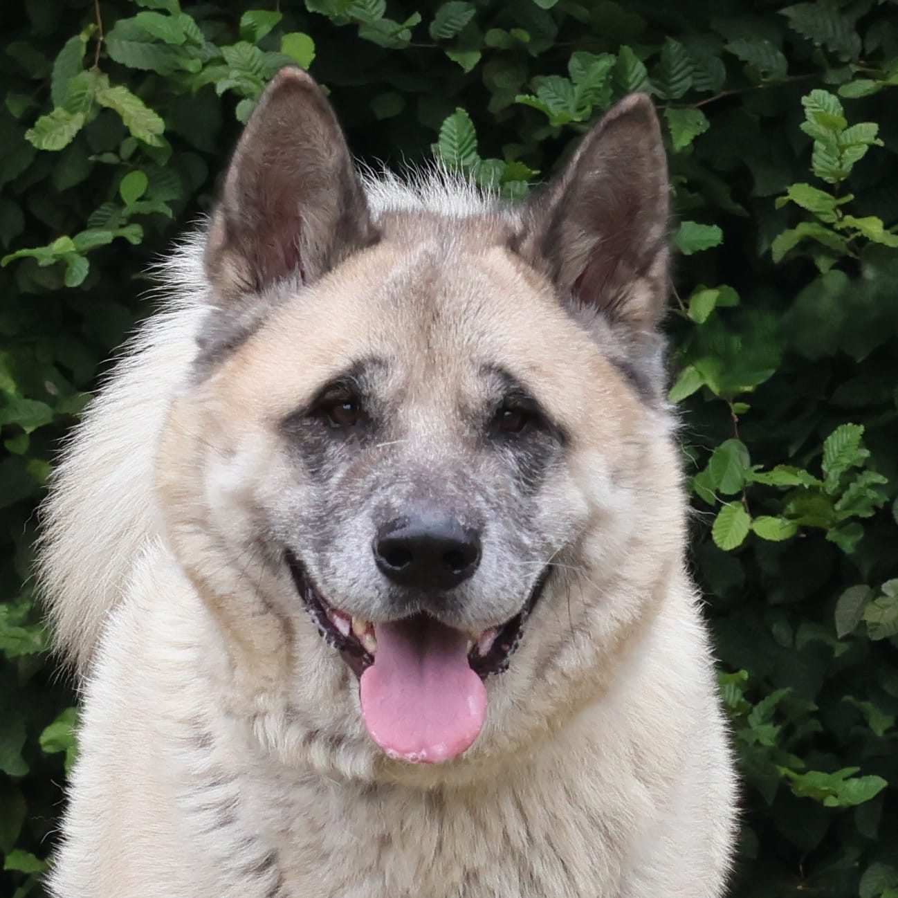 Vzw Dierenvrienden St Truiden Aiko 219075 Main (1)