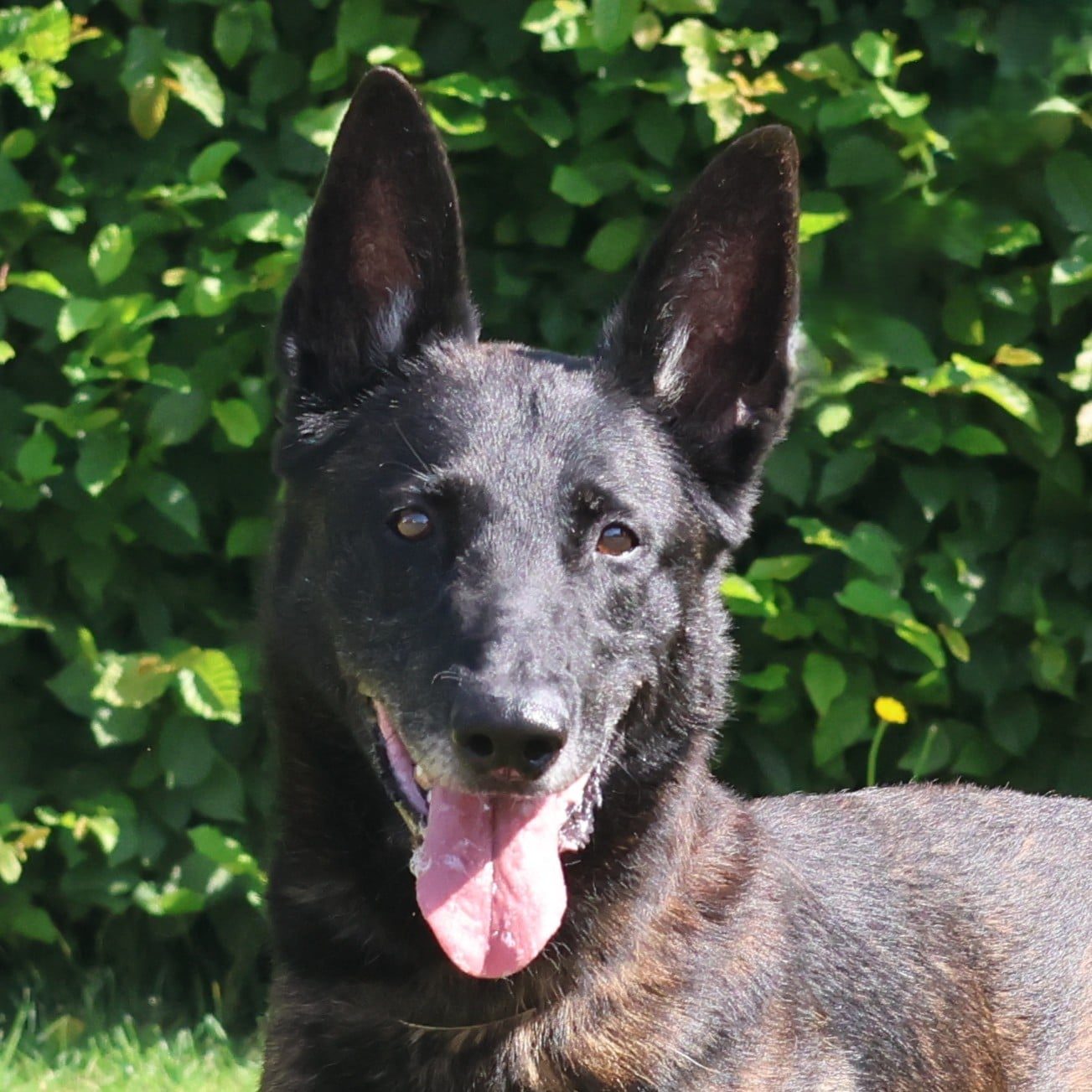 Vzw Dierenvrienden St Truiden Jacob 213518 Main