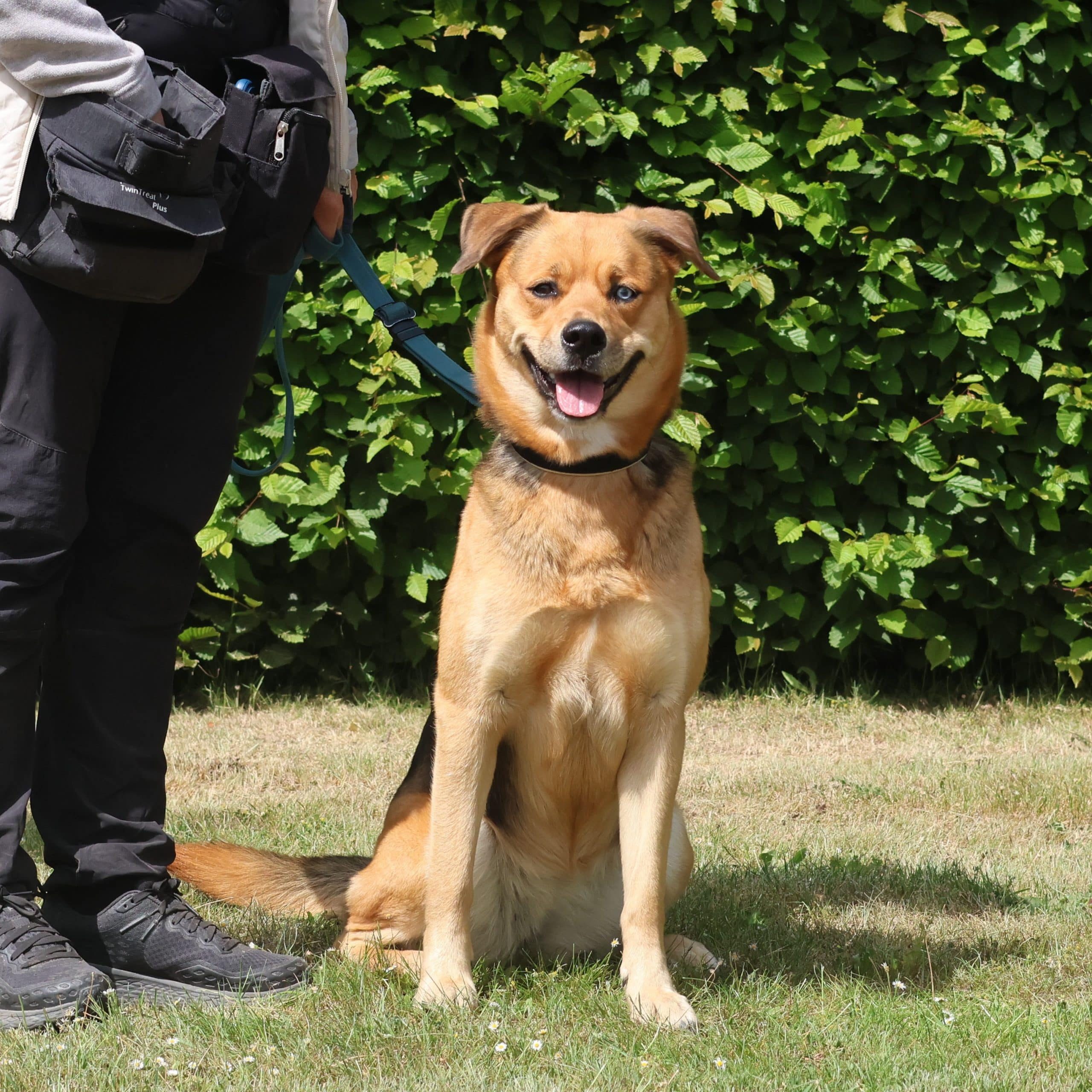 Vzw Dierenvrienden St Truiden Raika 212997 Extra 15052025 201507