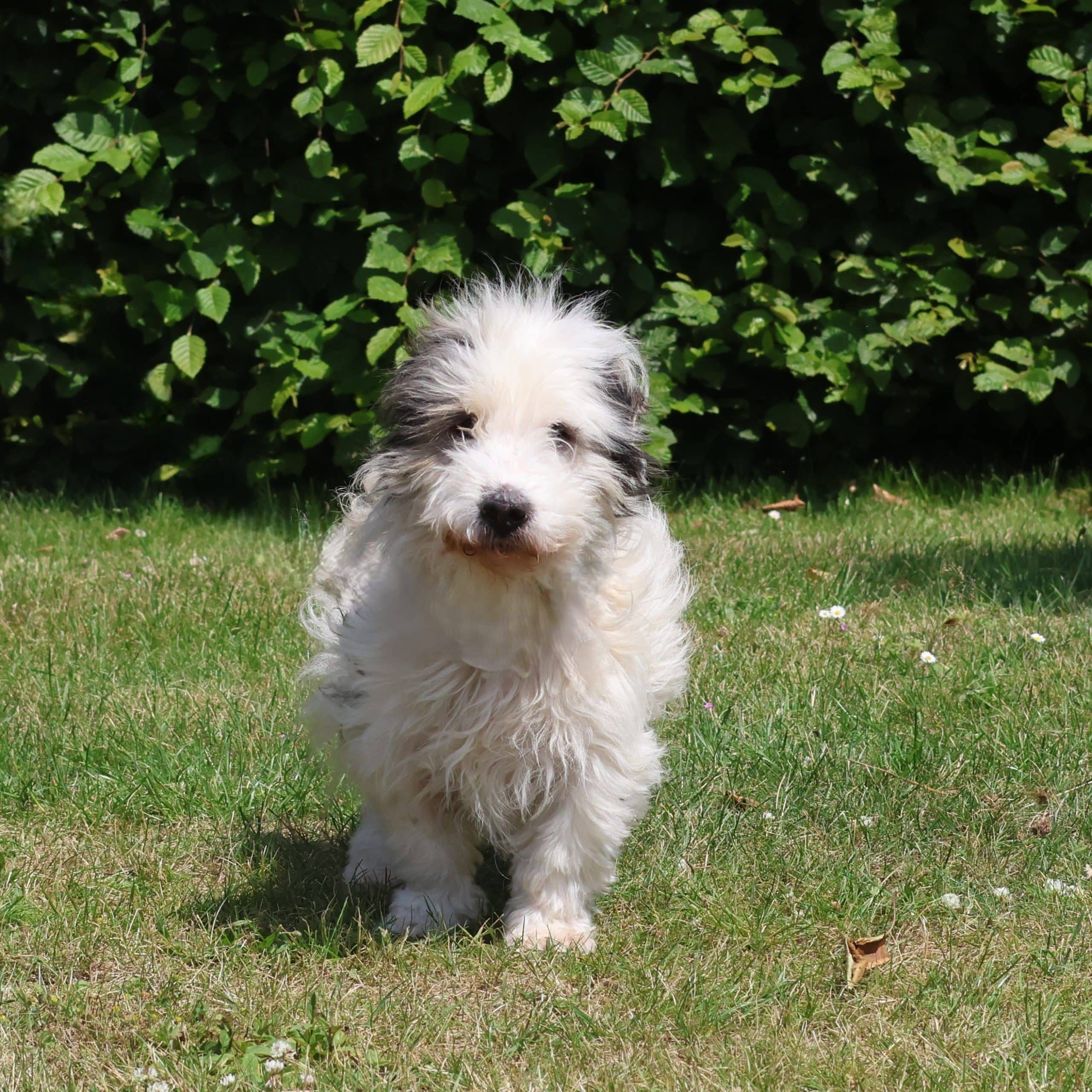Vzw Dierenvrienden St Truiden Toffee 211735 Extra 17062025 231821