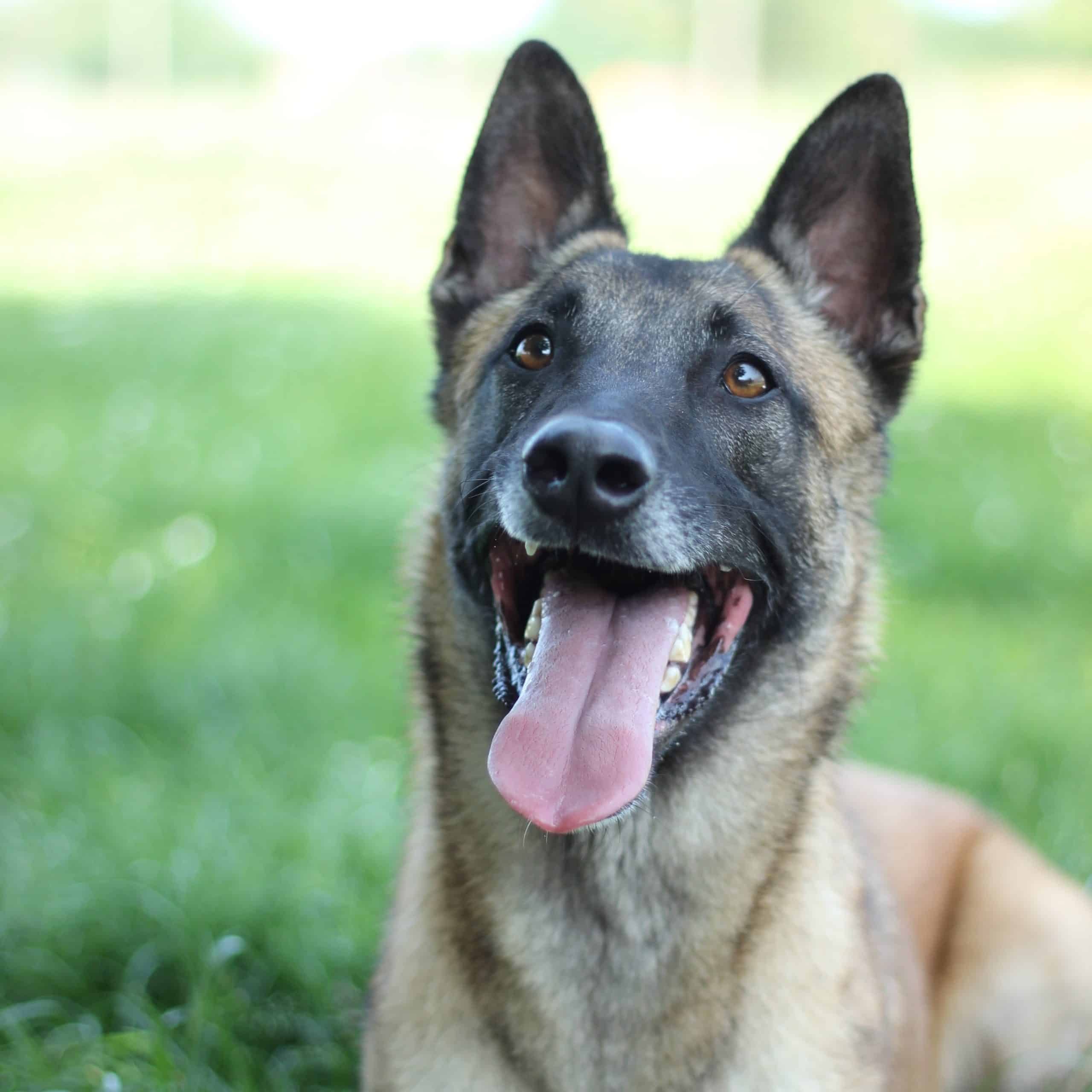 Vzw Dierenvrienden St Truiden Baco 216920 Extra 13062025 152218