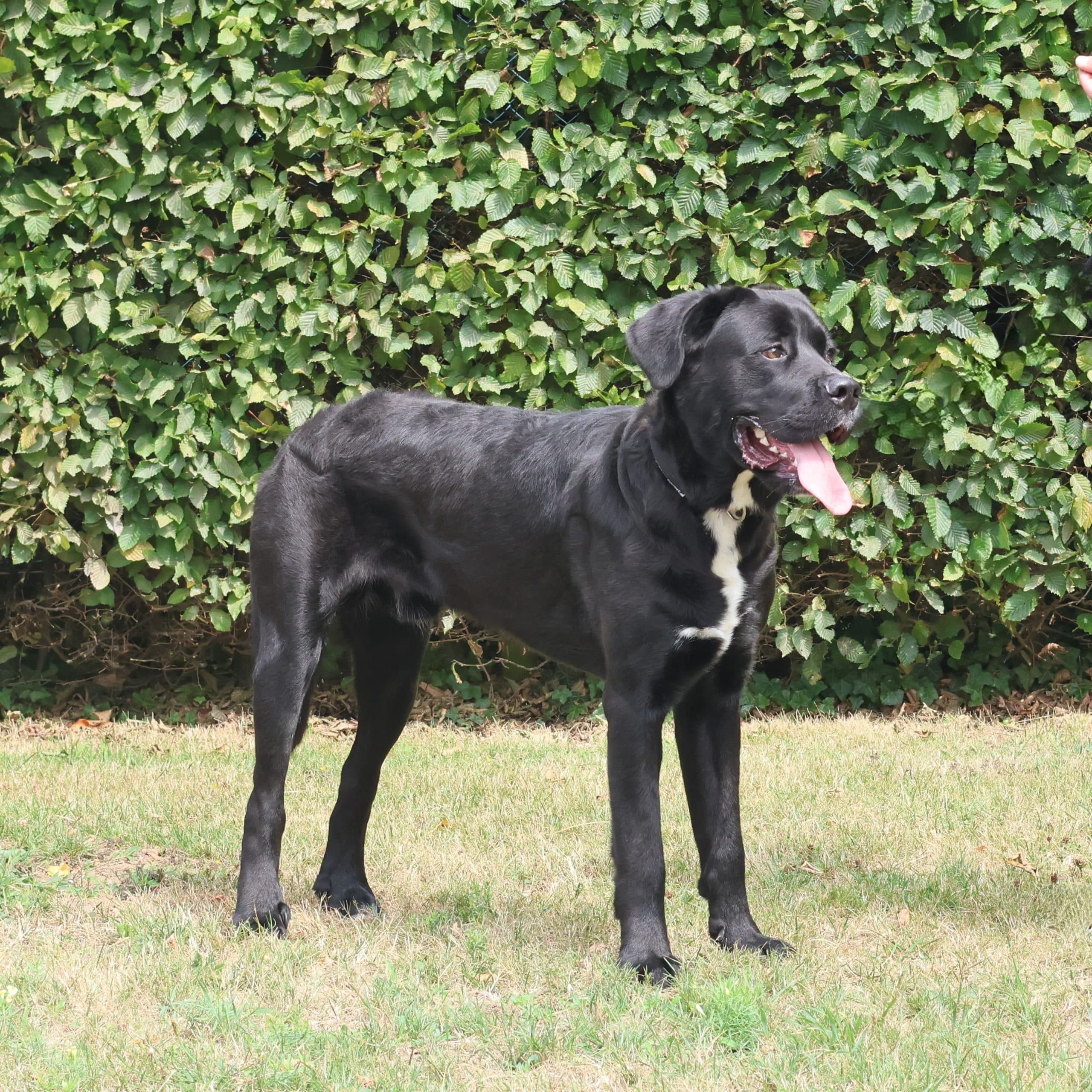 Vzw Dierenvrienden St Truiden Blacky 220143 Extra 24072025 205936 (1)