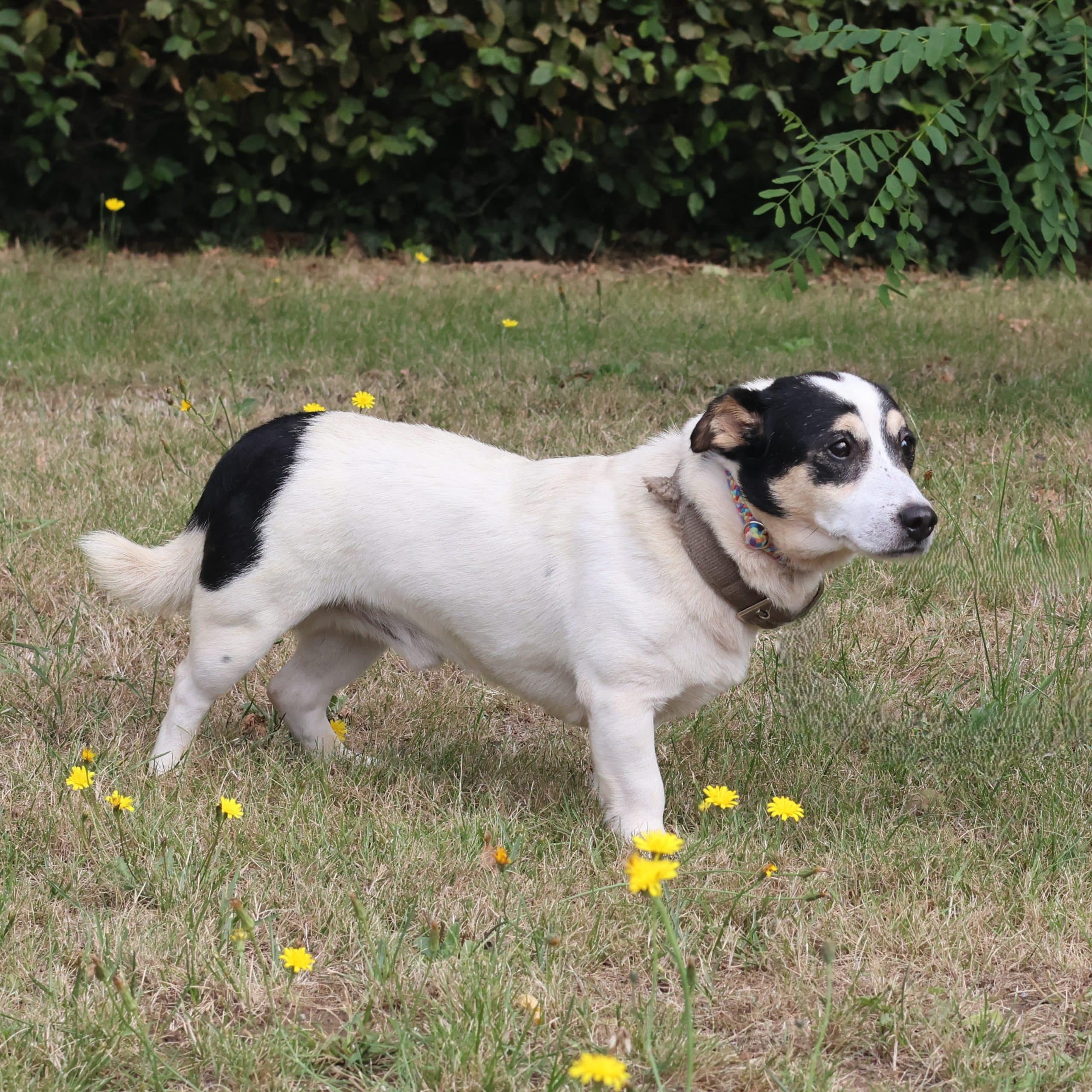 Snoopy 3