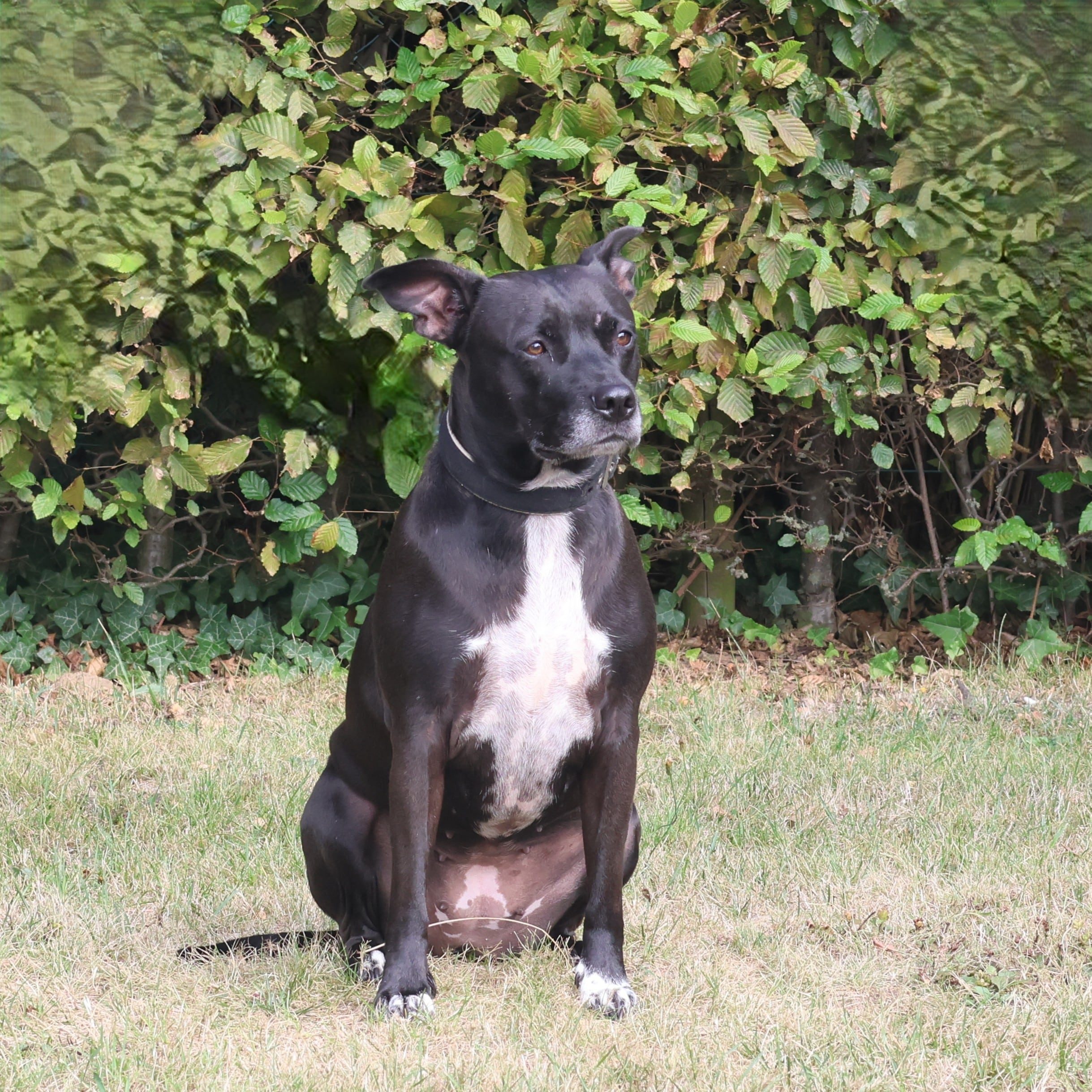 Vzw Dierenvrienden St Truiden Freya 226899 Extra 11092025 224939